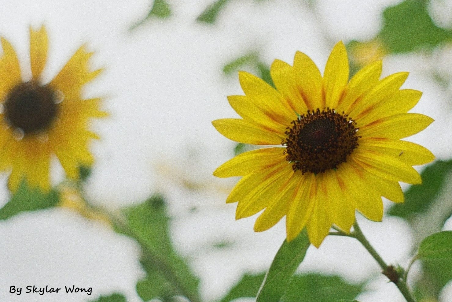 sunflower