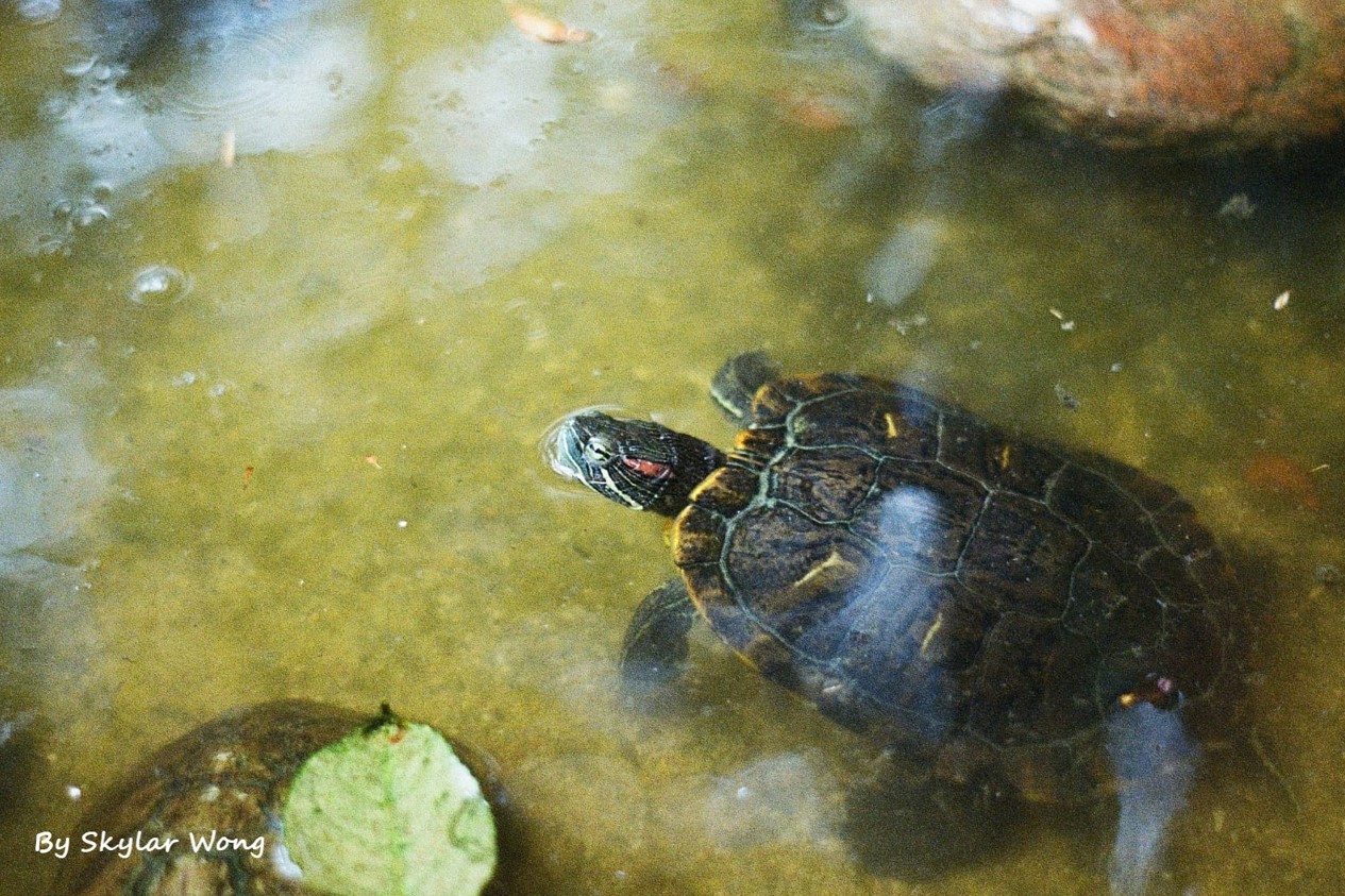 turtle